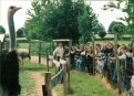 l'élevage des autruches